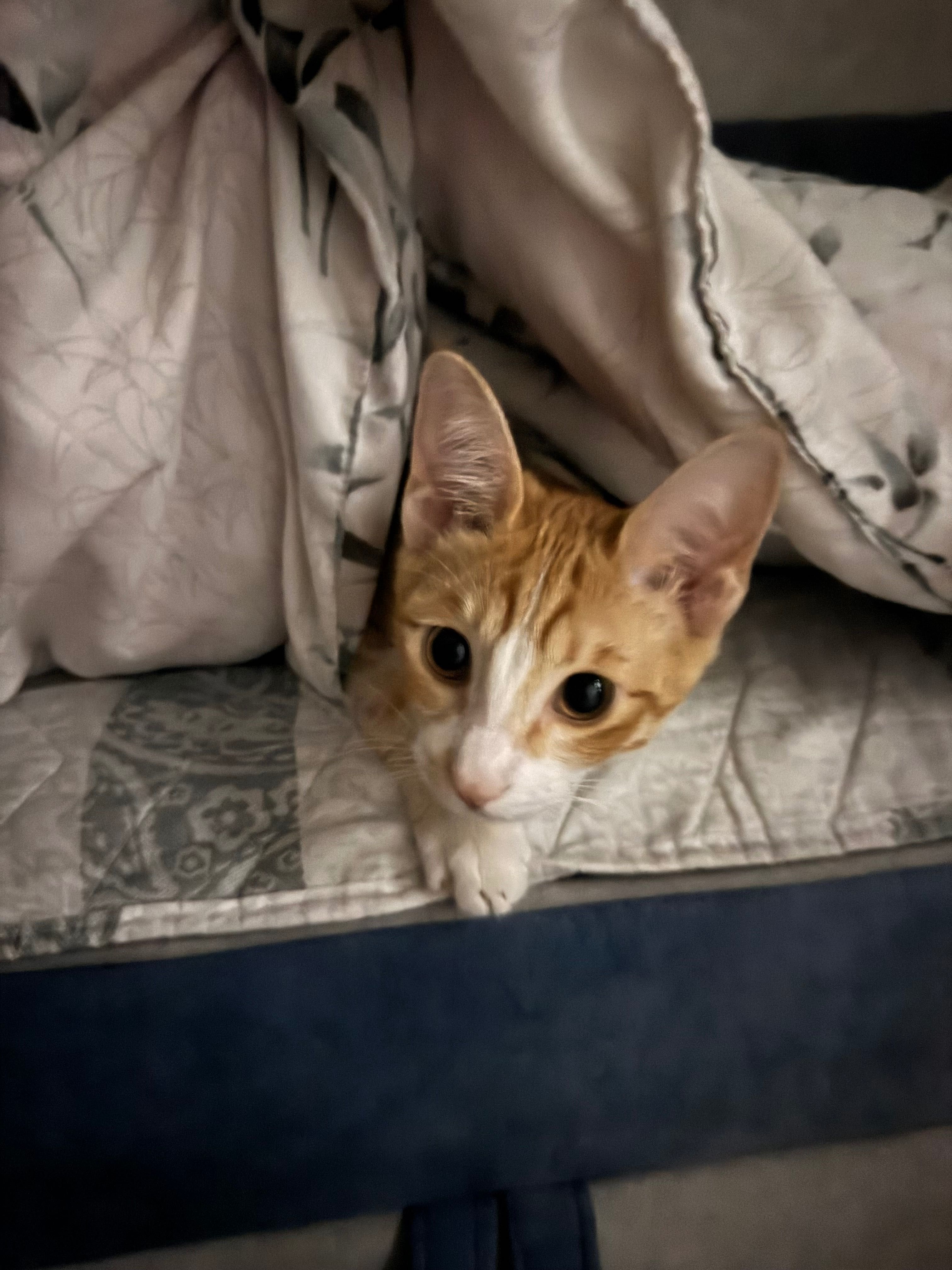 Кота 6- месячного