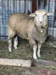 Oi metis texel 1 berbec si 2 oi