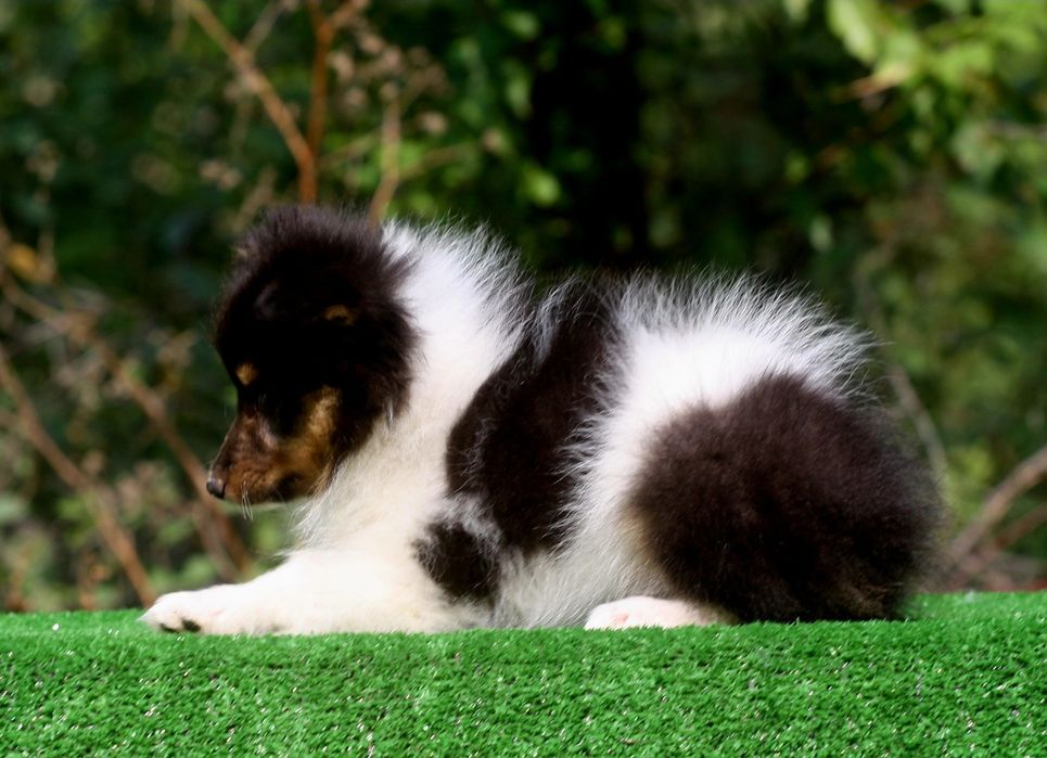 Sheltie - Shetland Sheepdog
