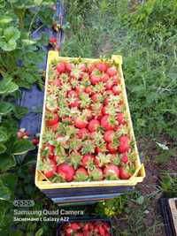 Разсаат ягоди различни сортовете