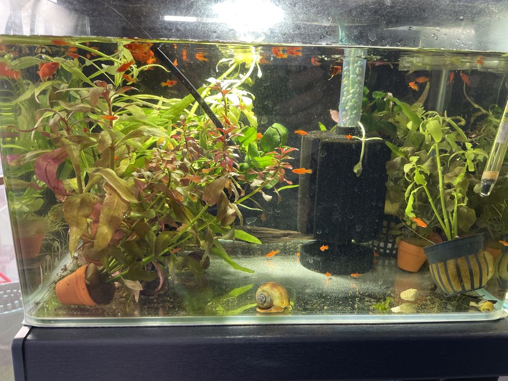 Plante de acvariu
