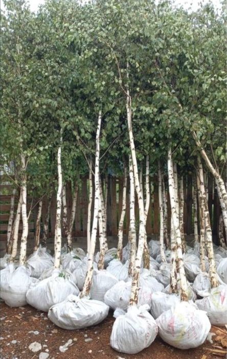 Plante ornamentale de orice soi