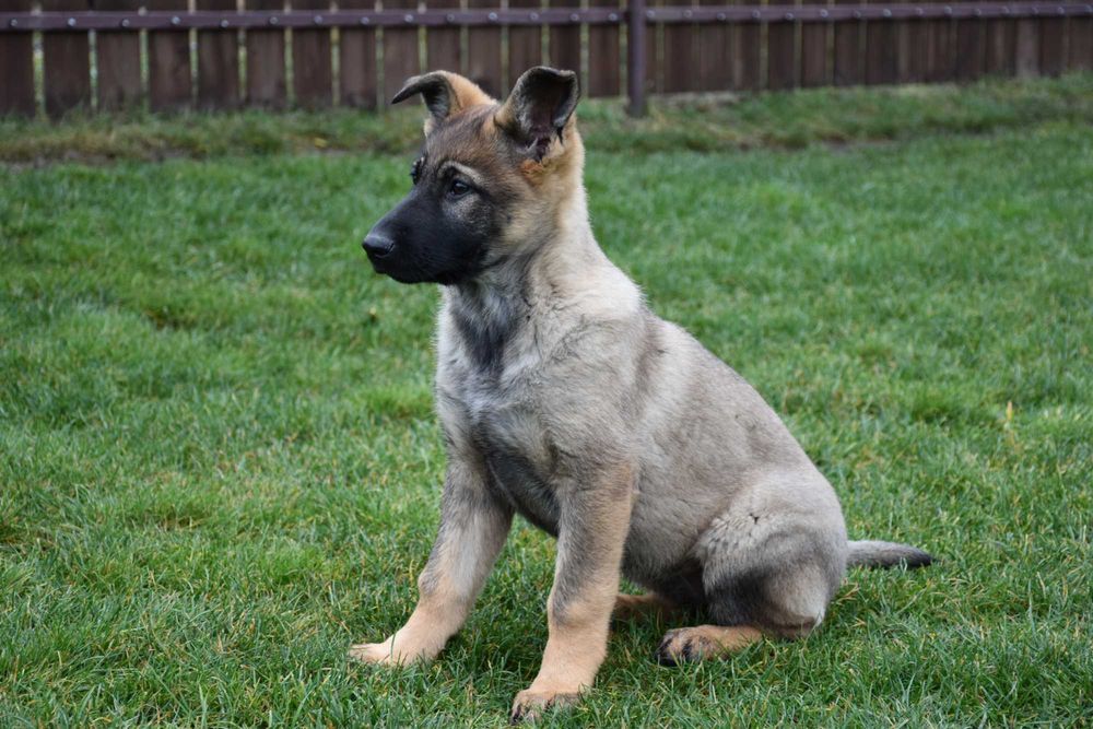 Ciobănesc German cu pedigree