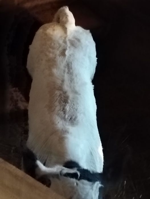 Vînd vițel belgian