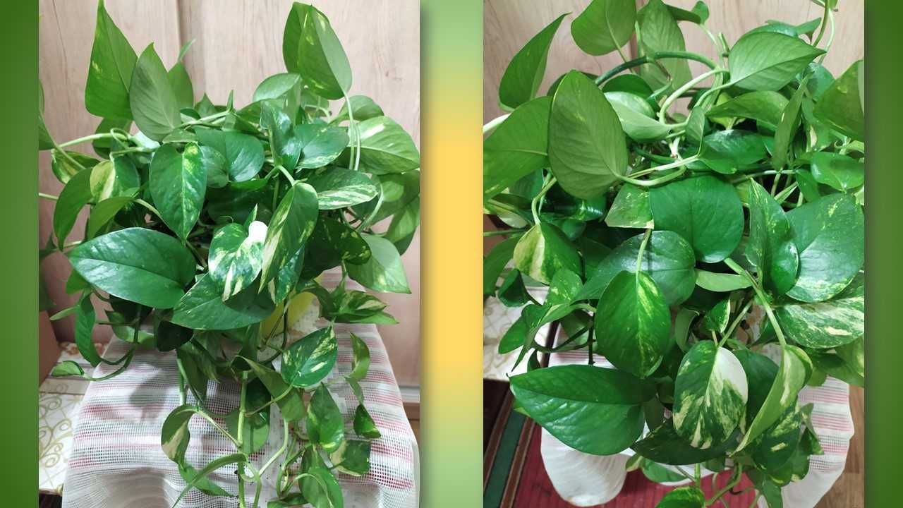 Цветы для дома, офисов, кафе, клиник. Шикарная Хойя. Эпипремнумы