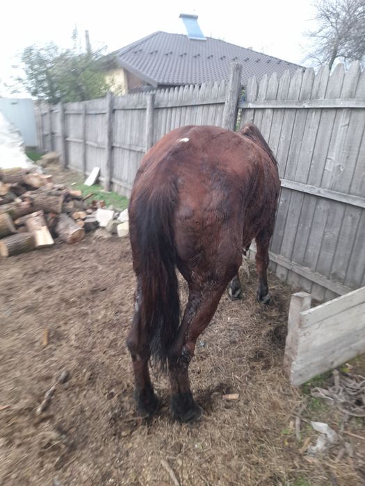 2 iepe de vanzare si de caruta si de carne pretul este de 65 negogiabi