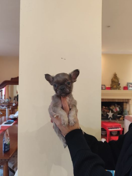 Bulldog Francez Fluffy  – pui rar, blană lungă, aspect deose
