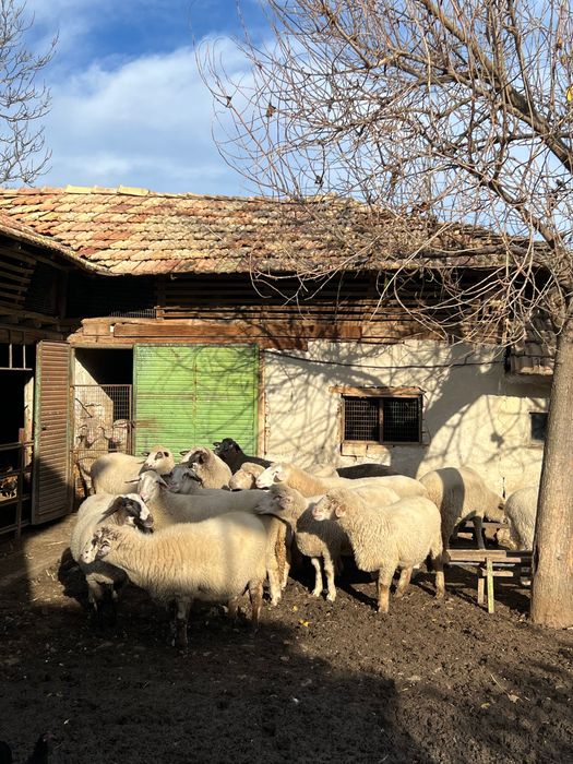 Продавам овце и кочове