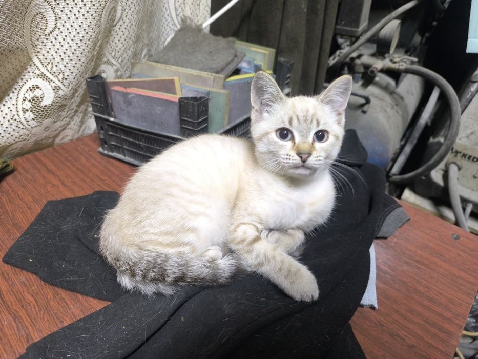 Кошка Маня в хорошие руки 3 месяца