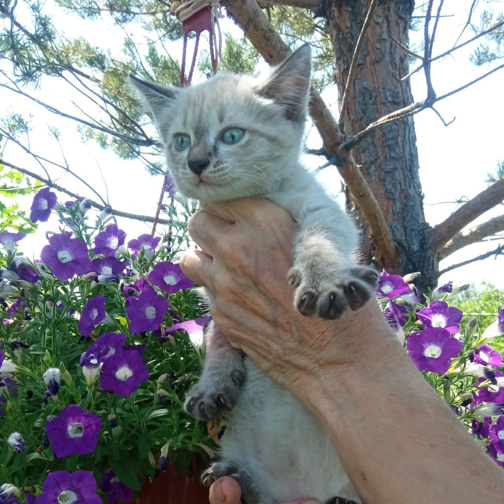 Отдам котенка, девочка.