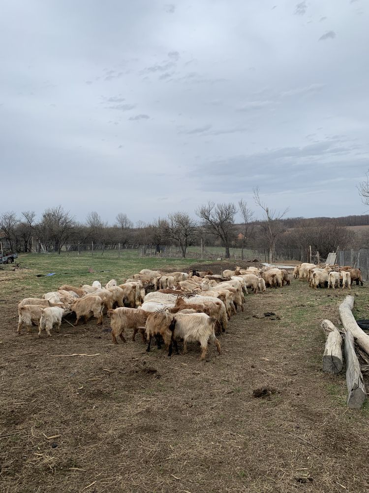 Vand Capre si Iezi