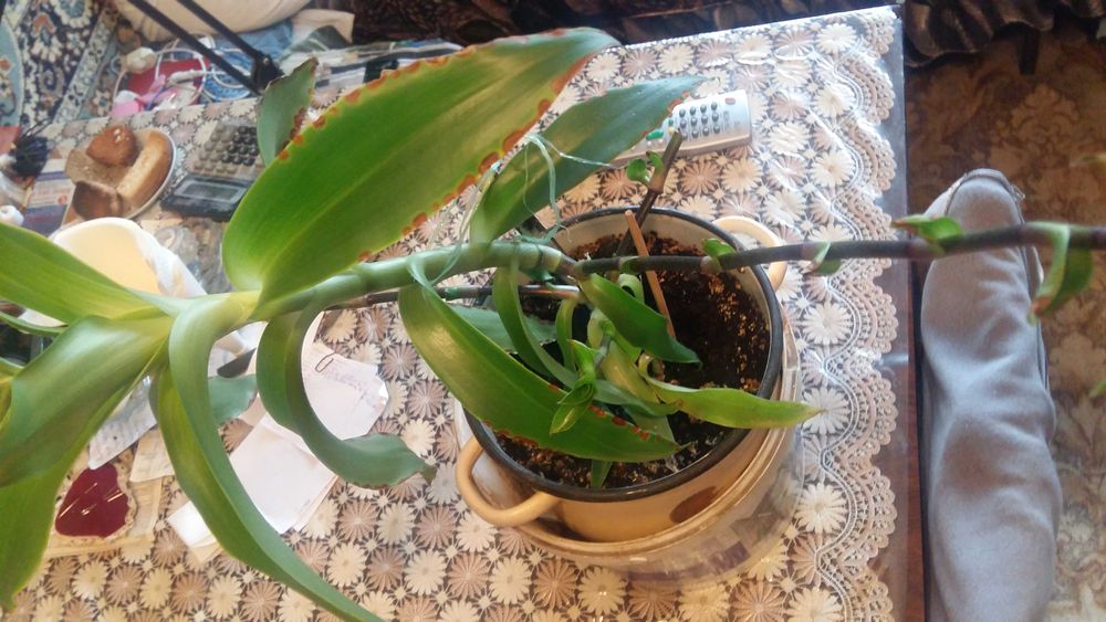 Лечебные цветы золотой ус, алое вера