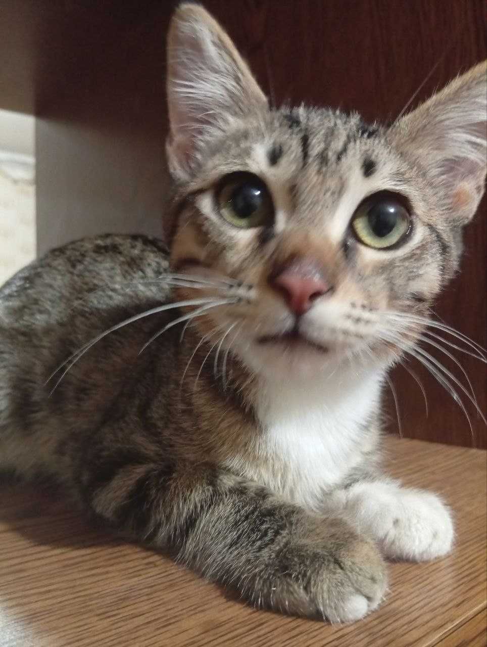 Котенок Мальчик 4 месяца