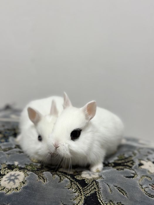 "Basmala farm" fermasidan osmaydigan quyonchalar