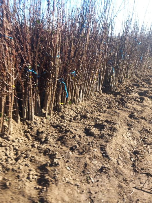 Pepiniera vindem pomi fructiferi altoiți  soiuri premiu