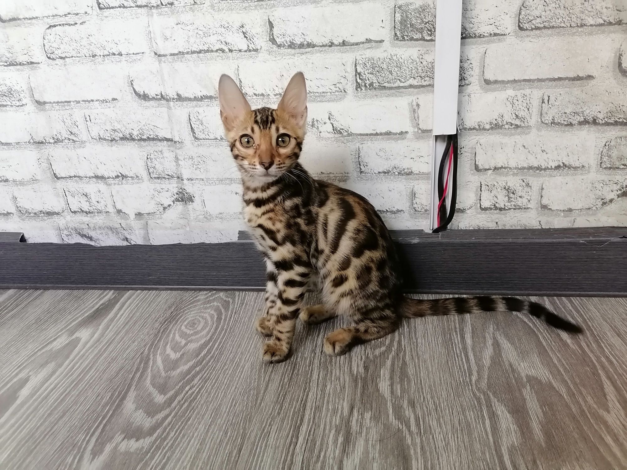Бенгальская кошка чистокровная 100%