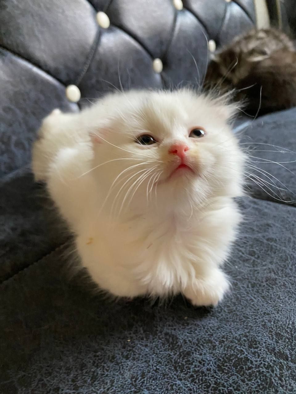 Шотландский вислоухий