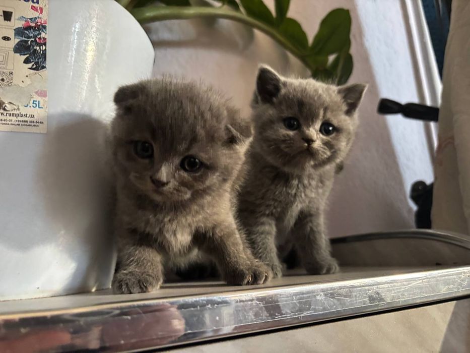 Mushuk tozza parodali