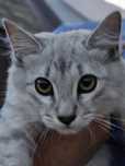 Котенок девочка ...