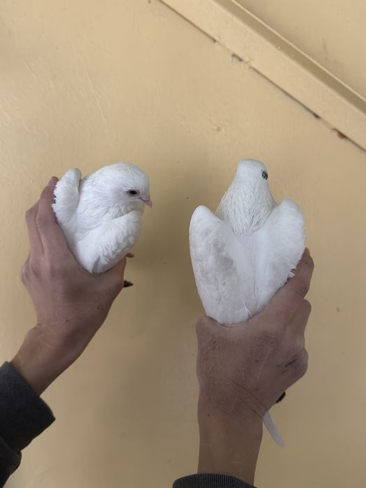 Kabutar faqat para / parasi 250 ming