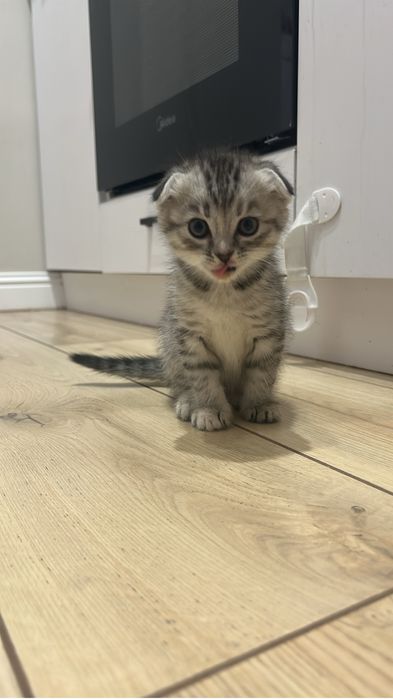 Продам котенка, напишите на ватсап фото видео отправлю,