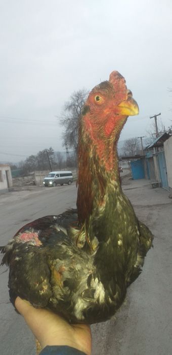 Продажа петухов боицовскои породы по 1 году им показали себя хорошо