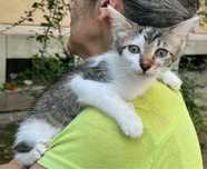 LOULOU, metis British Shorthair, gratuit