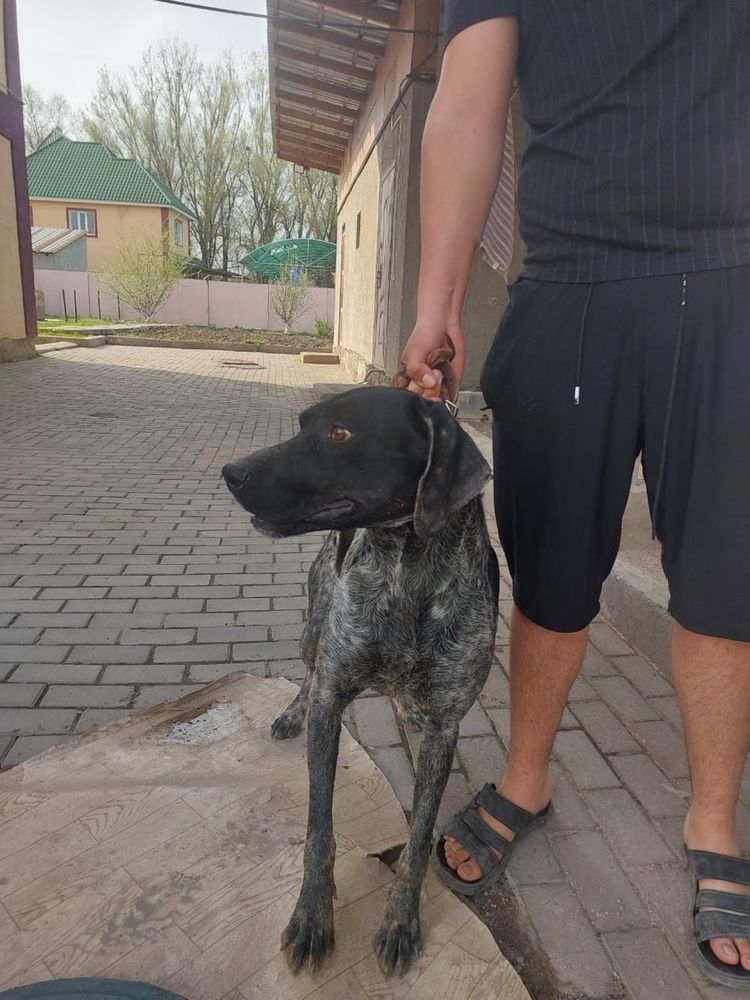 Продается собака