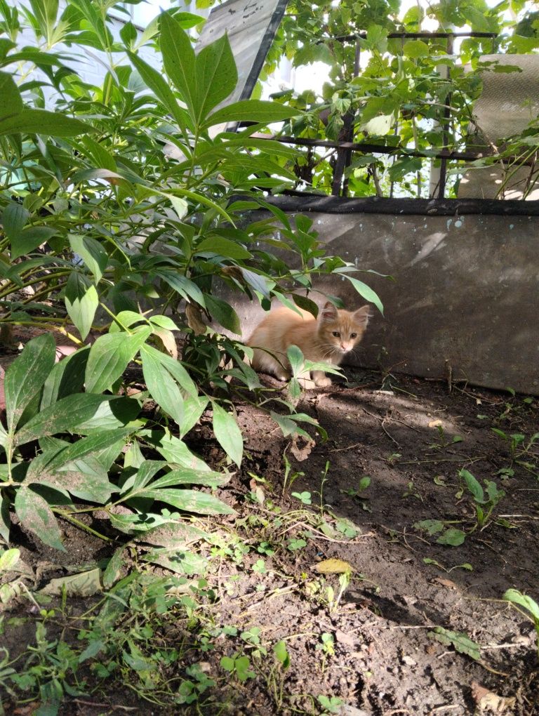 Рыжий котик ищет дом