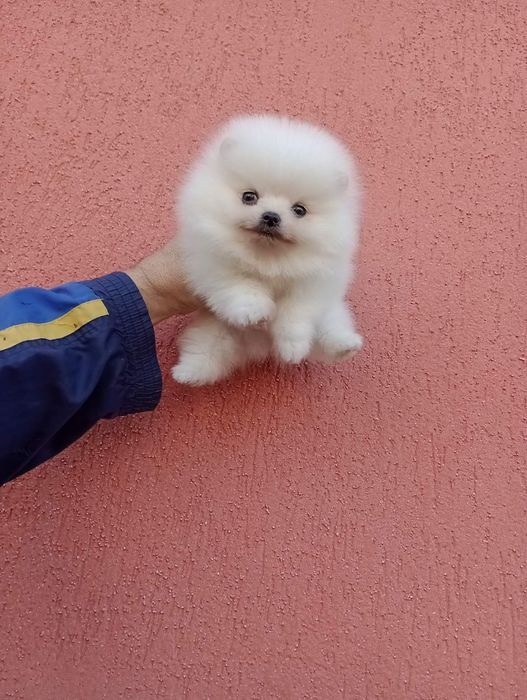 Бели Померани !!