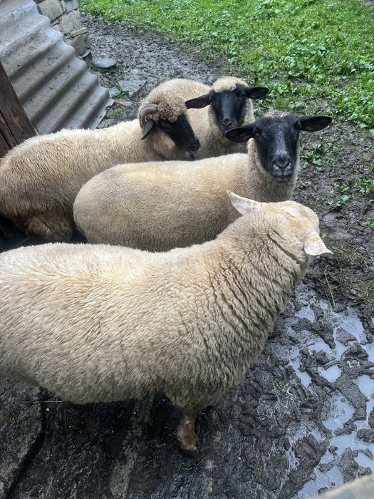 Vanzare doua oi si un berbec