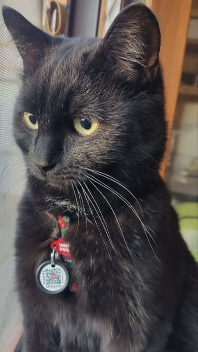 Отдам кота в добрые руки