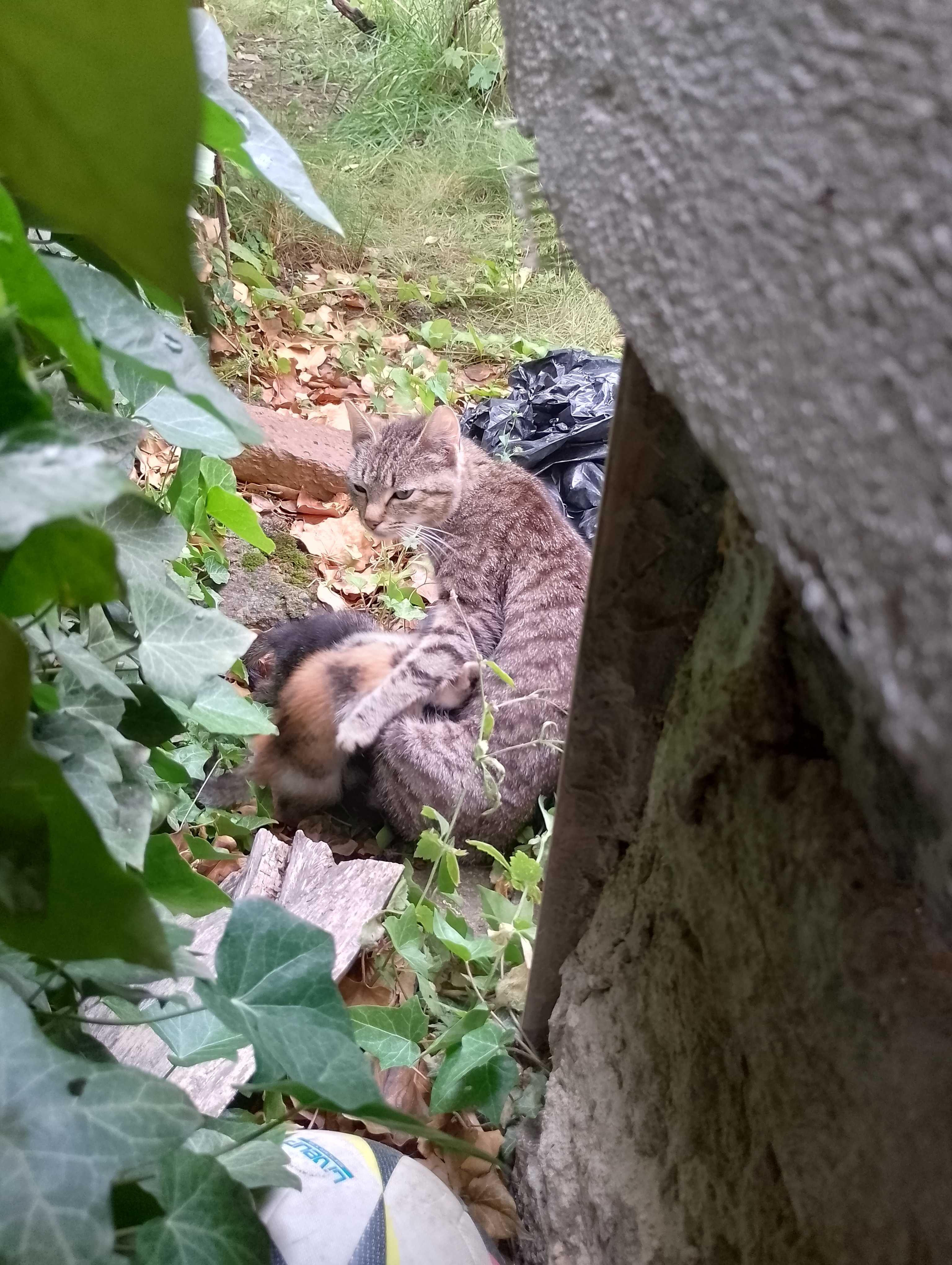 Pisici pentru adoptie