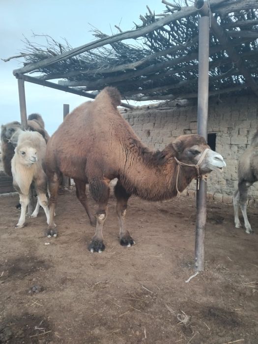 Боталы туйелер 2 бас