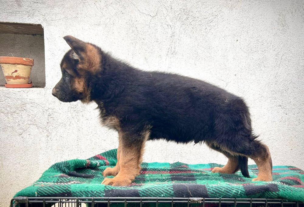 Немска овчарка женска