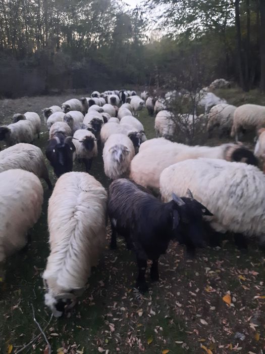 Vand 60 oi si 15 capre