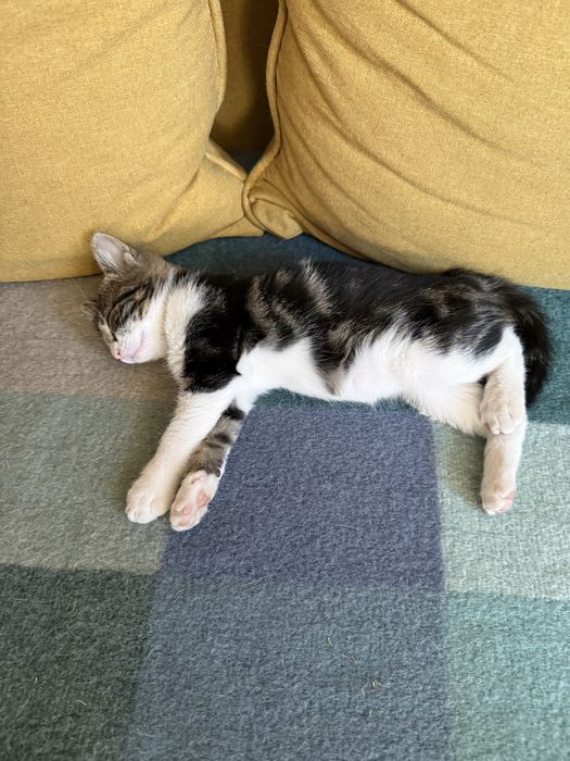 Подарявам коте/котета - мъжко и женско