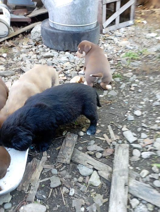 Vând căței Labrador metis