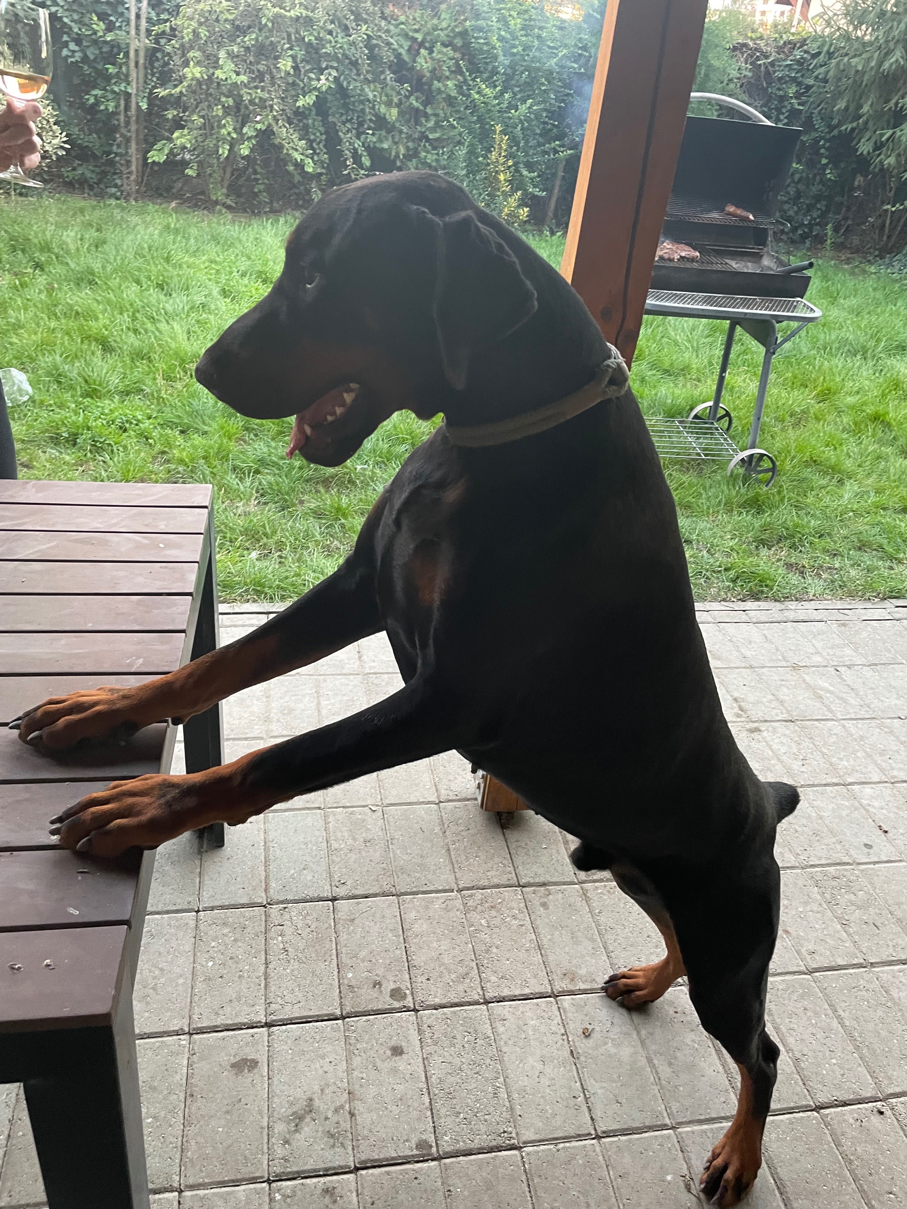 Ofer gratuit spre adopție Doberman