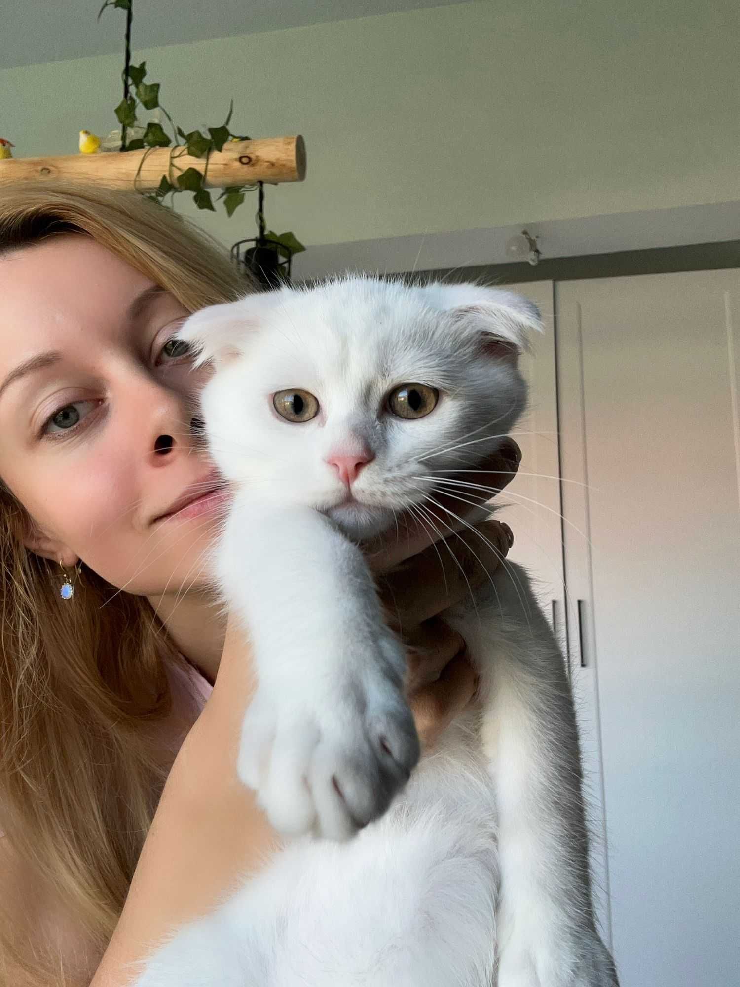 Pisoi Scottish Fold Shorthair. Un ghemotoc de fericire (Pedigree)