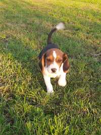 Beagle tricolor masculi