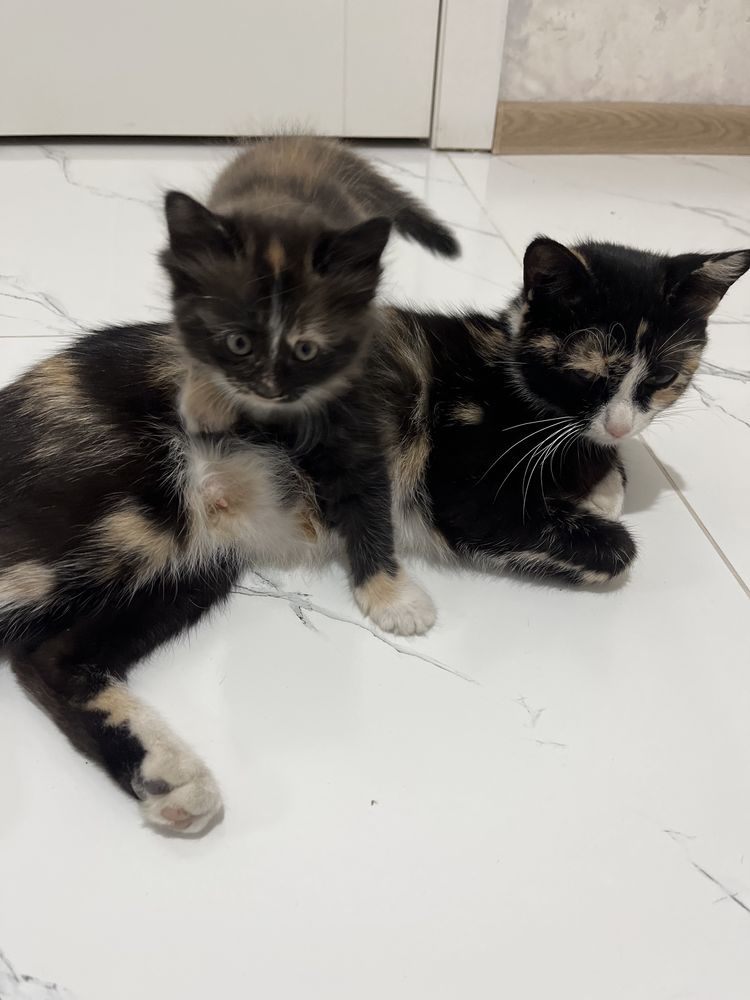 Отдам котят в добрые руки