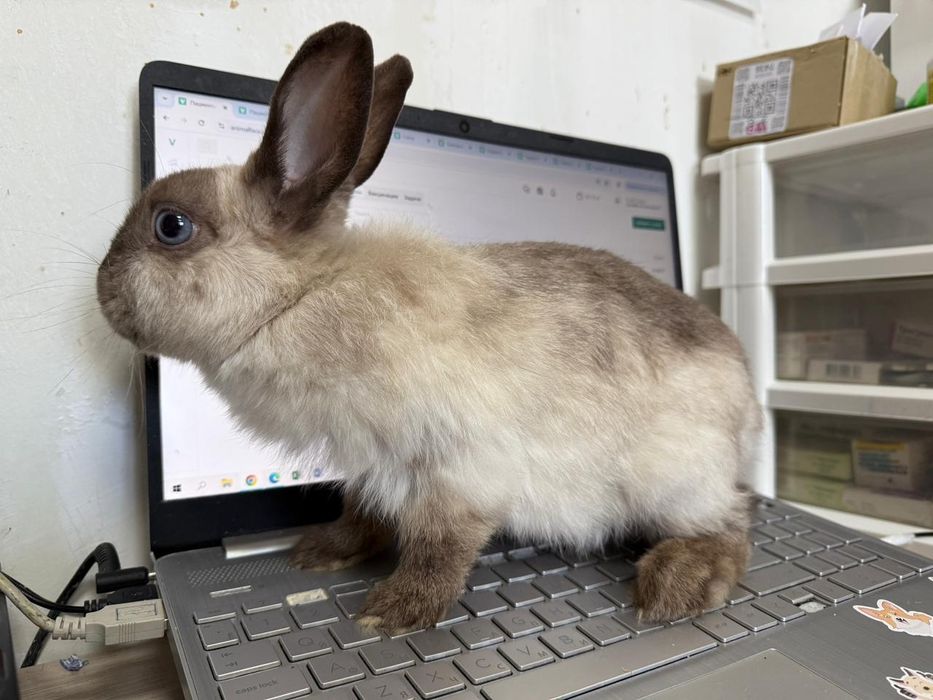 Отдадим кролика в хорошие руки за символическую плату