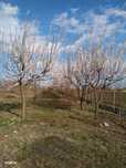 Vând livadă 1,25 h pe teren de 1,5 ha pretabil în intravilan/parcelat
