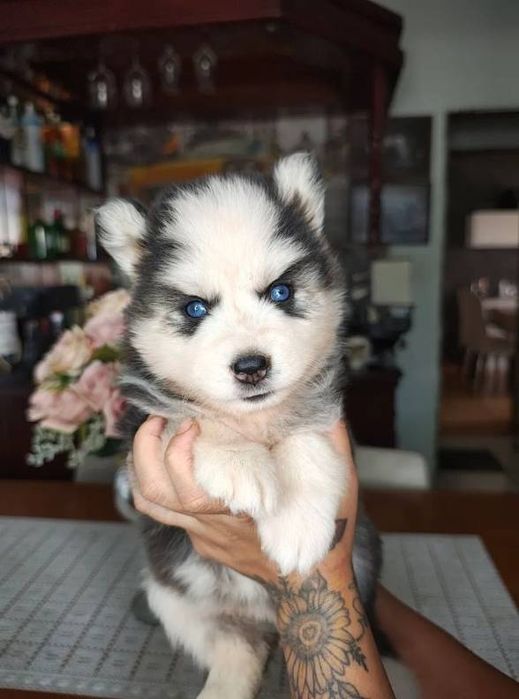 Husky siberian 1200 lei