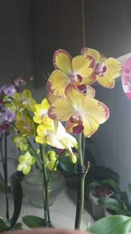 комнатные цветы,орхидеи и другие