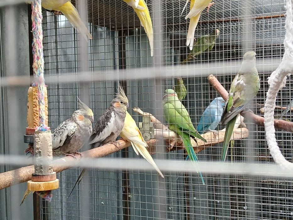 Vand sau schimb canari papagali si gaini