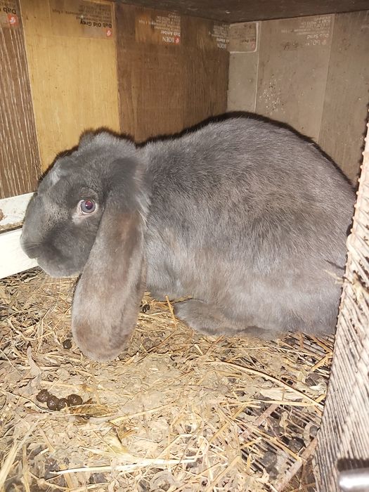 Masculi berbec german