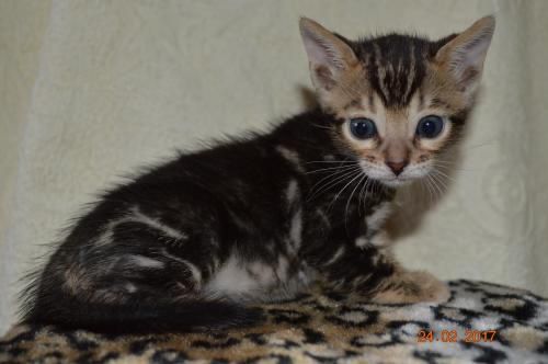 бенгальский котёнок девочка