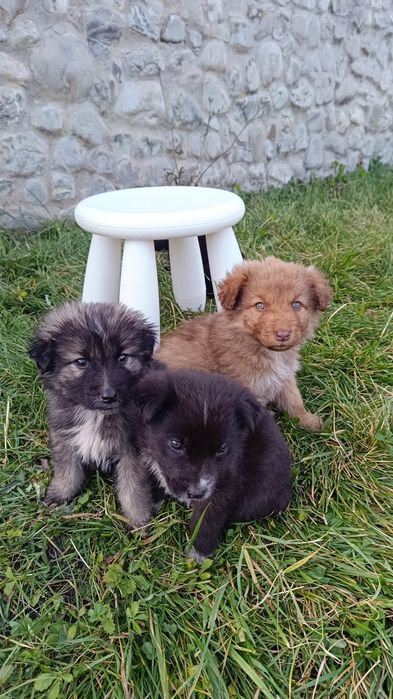 Cățelușă de donat